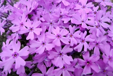 芝桜を見に行きました 芝桜 の俳句 八十路小町の青春これから日記