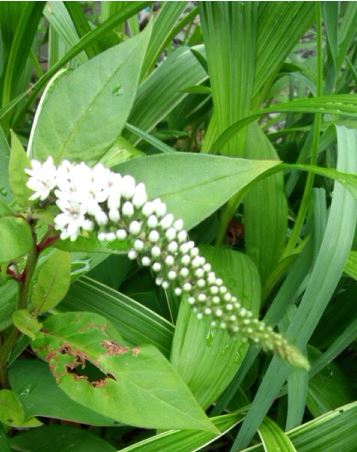 虎の尾の花が咲いています 八十路小町の青春これから日記